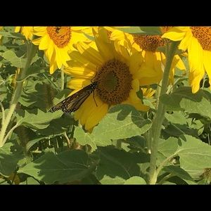 Meet your Posher, Mandy